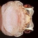 שממית הבתים- Hemidactylus turcicus  (hemi- חצי, dactylus- אצבע, turcicus- טורקי).